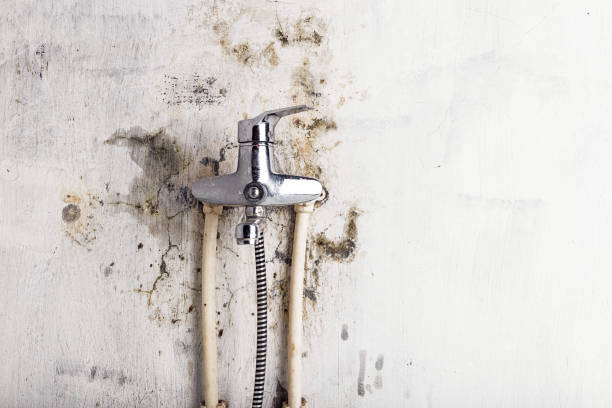 Best DIY Mold Remediation Support Services in Mount Prospect, IL