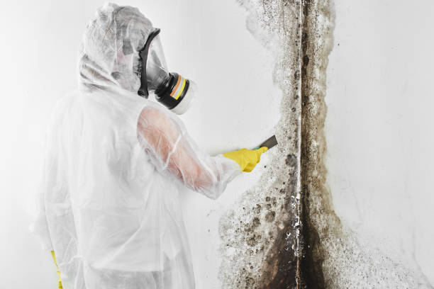 Best Mold Remediation for Schools in Mount Prospect, IL