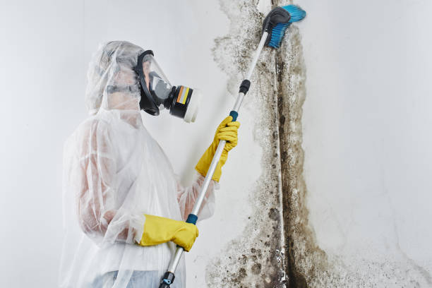 Best Mold Testing and Inspection Services in Mount Prospect, IL