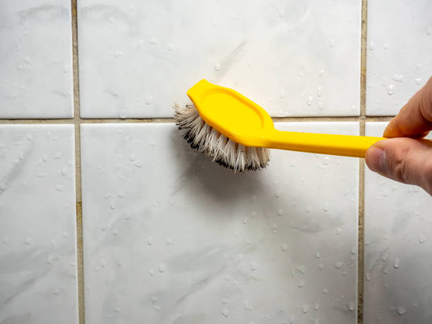 Best Basement Mold Remediation in Mount Prospect, IL