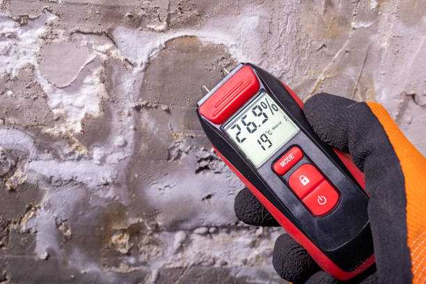 Best Post-Flood Mold Remediation in Mount Prospect, IL
